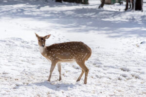 ramat hagolan, israel, winter in Israel